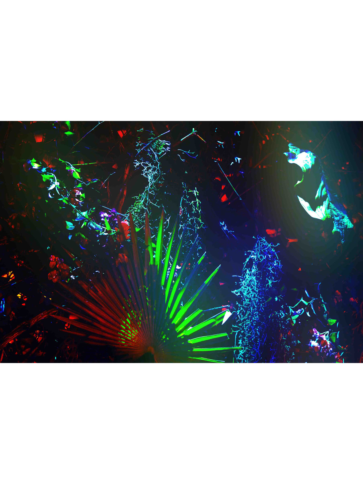 Plants in the dark