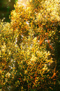 GreenYellow